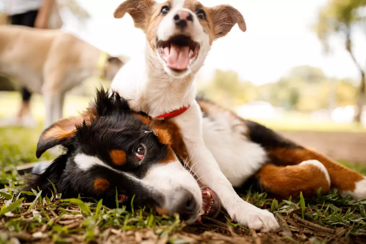 Este es el ejercicio que tu mascota necesita para una vida más sana y feliz