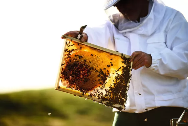 abejas-guerlain-día mundial-miel-skincare-iniciativas-bees-1.jpg