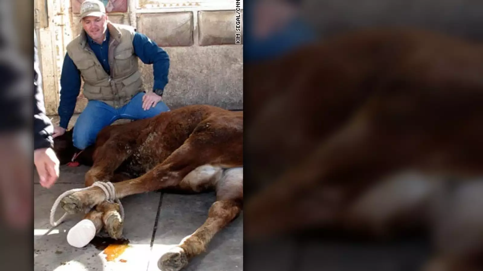 mustang nevada caballo salvaje