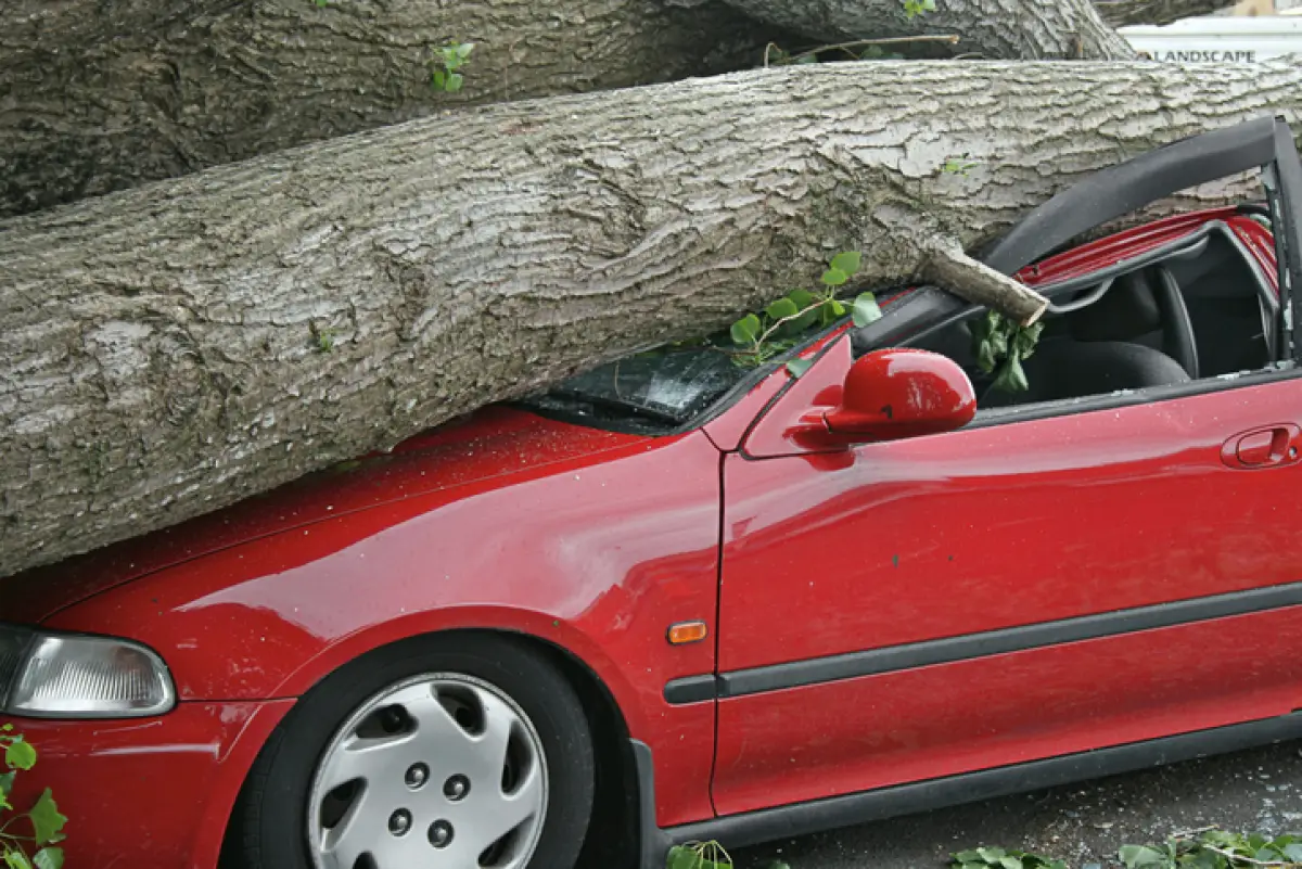 que-pasa-si-cae-arbol-coche