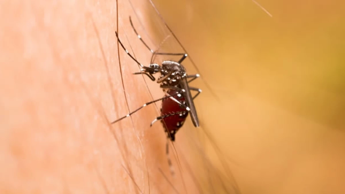 malaria mosquito