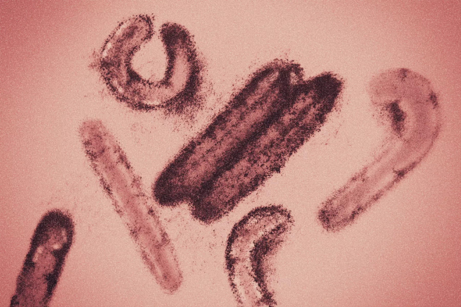 virus-marburgo