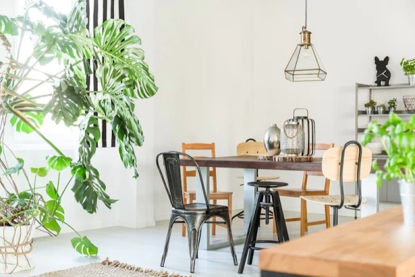 plantas-house-cdmx