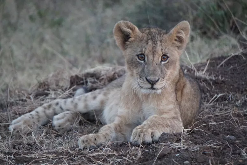 The Lion Share's Fund.jpg