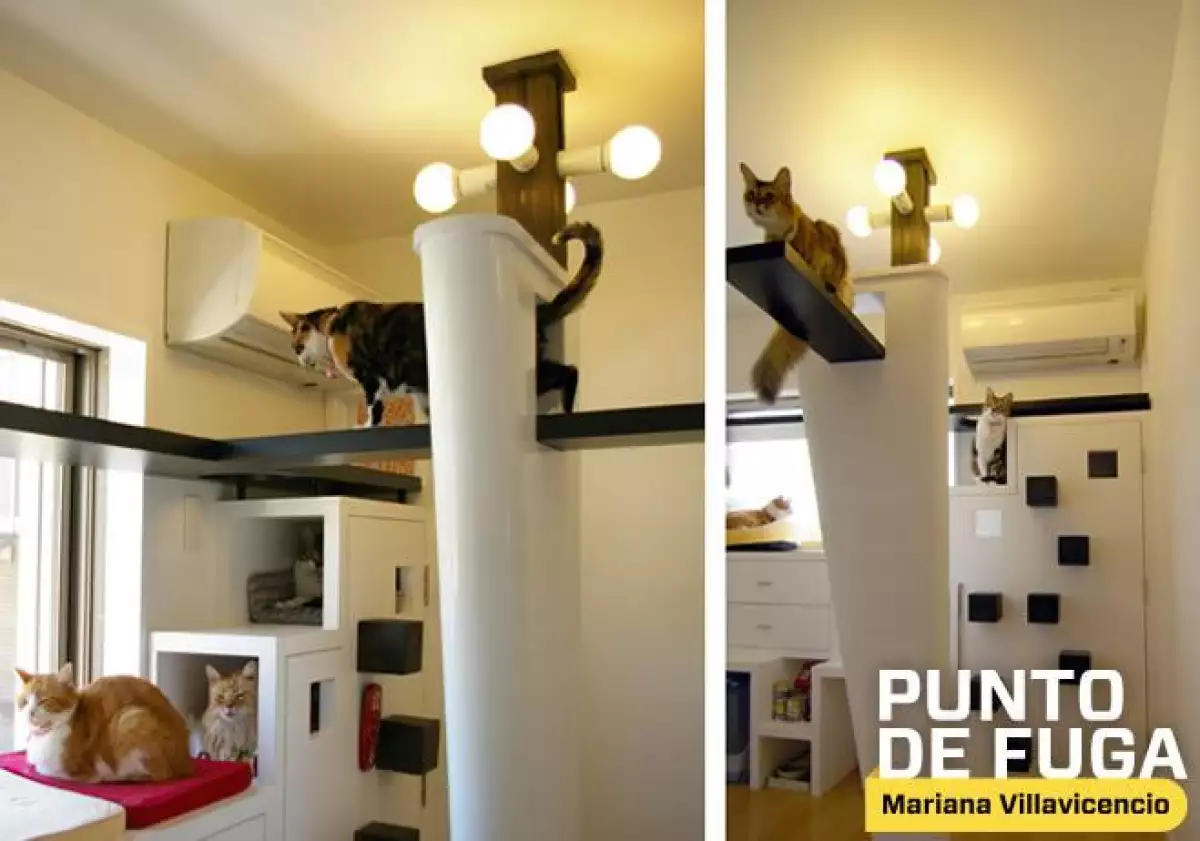 cats2-principal