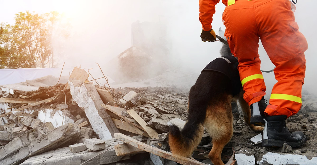 Perros de rescate