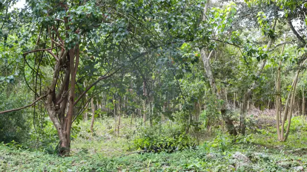 Así es en la actualidad la zona donde se construirá la Estación Calakmul