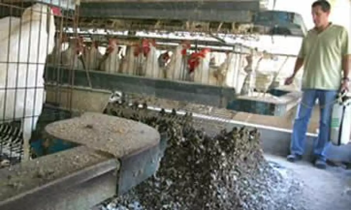 heces pollo fertilizante