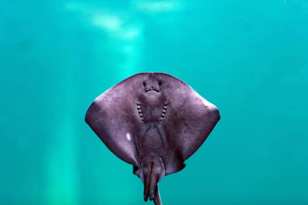 mantarraya