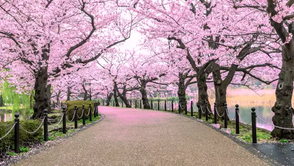 Hanami