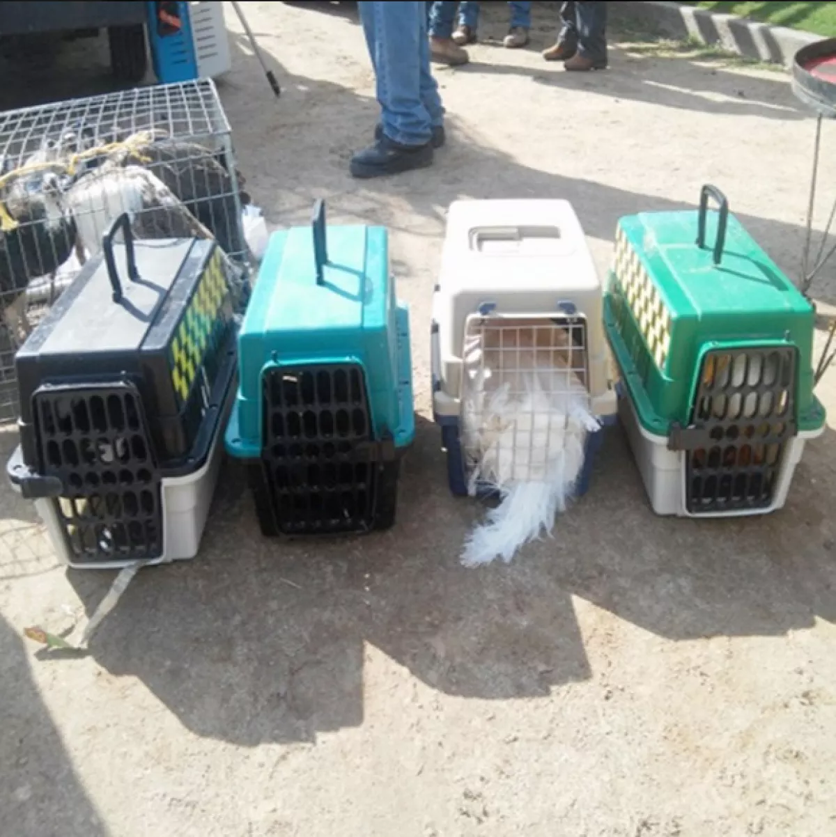 Cinco pavorreales cuello verde, tres pavorreales cuello azul, tres cisnes blancos, tres cisnes negros, dos pavorreales blancos, dos guacamayas azul dorado, dos cacatúas molucas y una gallina de guinea fueron encontrados.