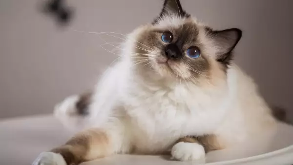 datos-curiosos-gatos