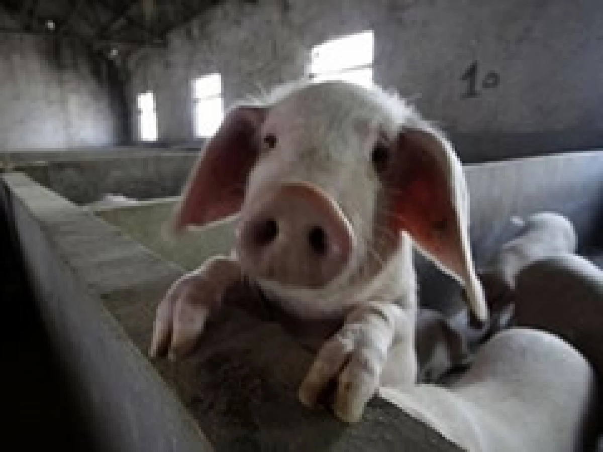 La carnde de cerdo mexicana tendrá que esperar para entrar a China (Foto: Archivo)