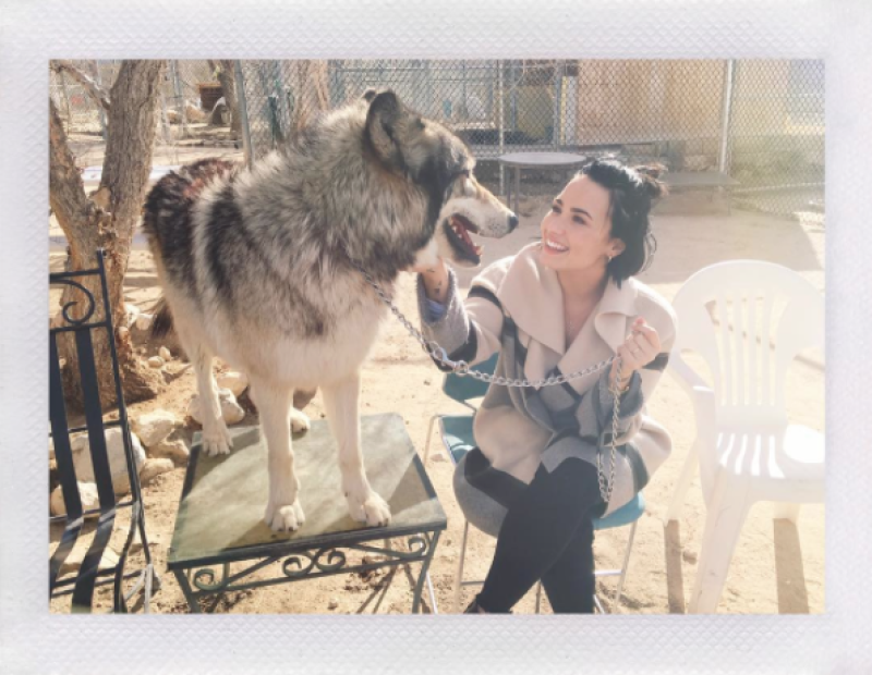 Demi compartió un día entero con lobos en California.
