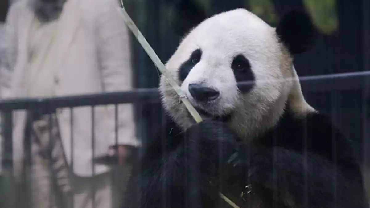panda shin shin tokio japon