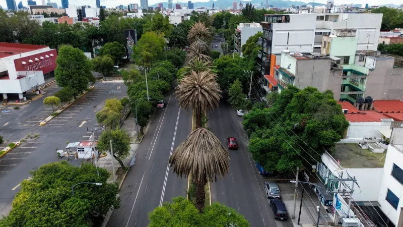 CDMX tiene más de la mitad de sus palmeras muertas o enfermas; las cambiarán por árboles