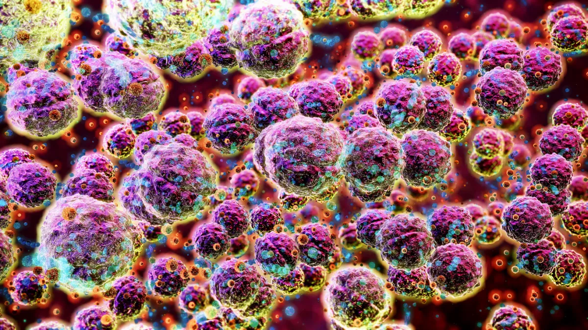 bacteria carnivora japon