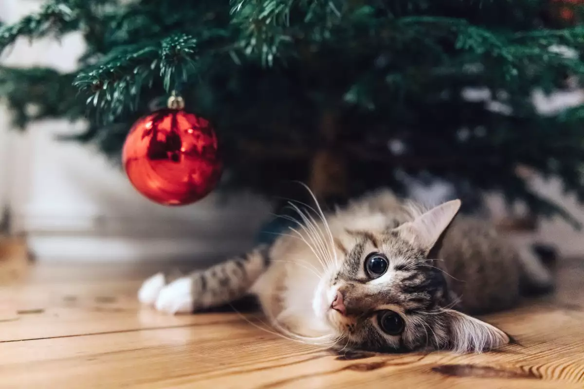 ¿Cómo evitar que mi gato dañe o tire el árbol de navidad?