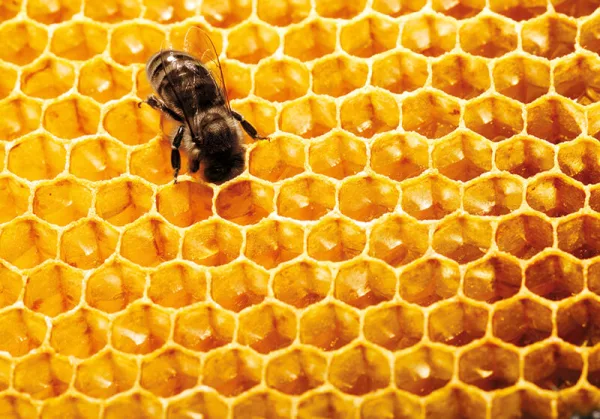 abejas-guerlain-día mundial-miel-skincare-iniciativas-bees-2.jpg