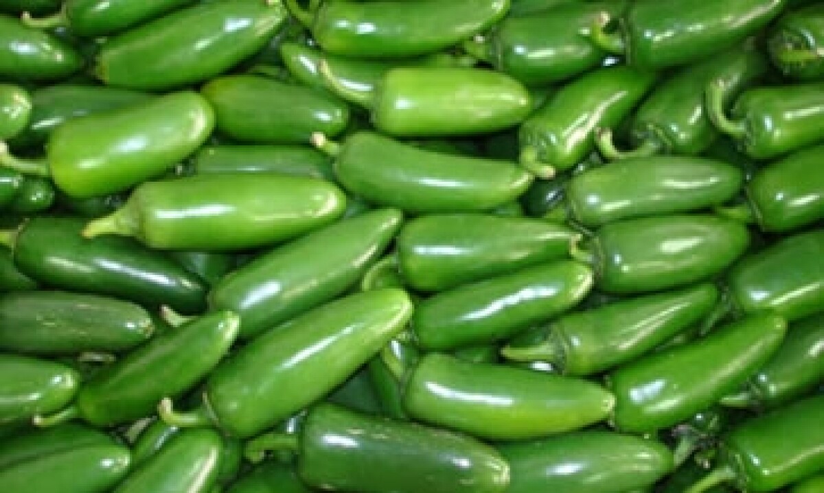 Chiles jalapeños dan sabor a la Navidad