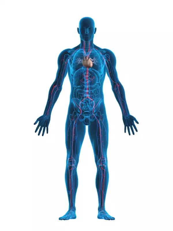 Human heart and vascular system