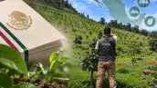 Personal de la Profepa realiza labores de inspección en una zona de reforestación en Michoacán.