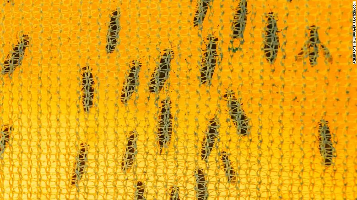 Larvas