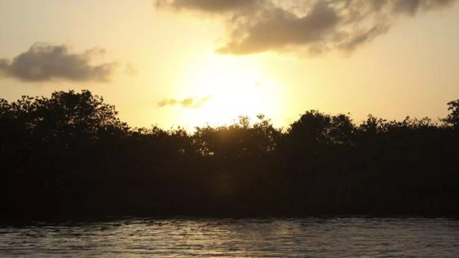 Los manglares son los riñones del planeta