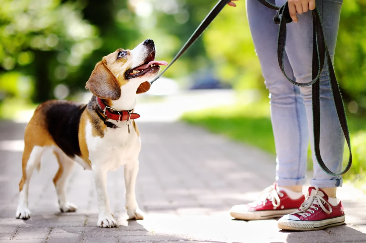 ¿Buscas a alguien que cuide a tu mascota?