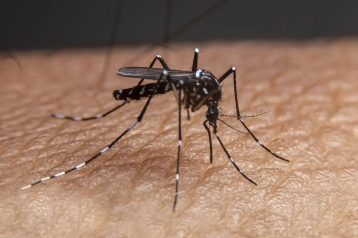 Alerta OPS por aumento de dengue en niños
