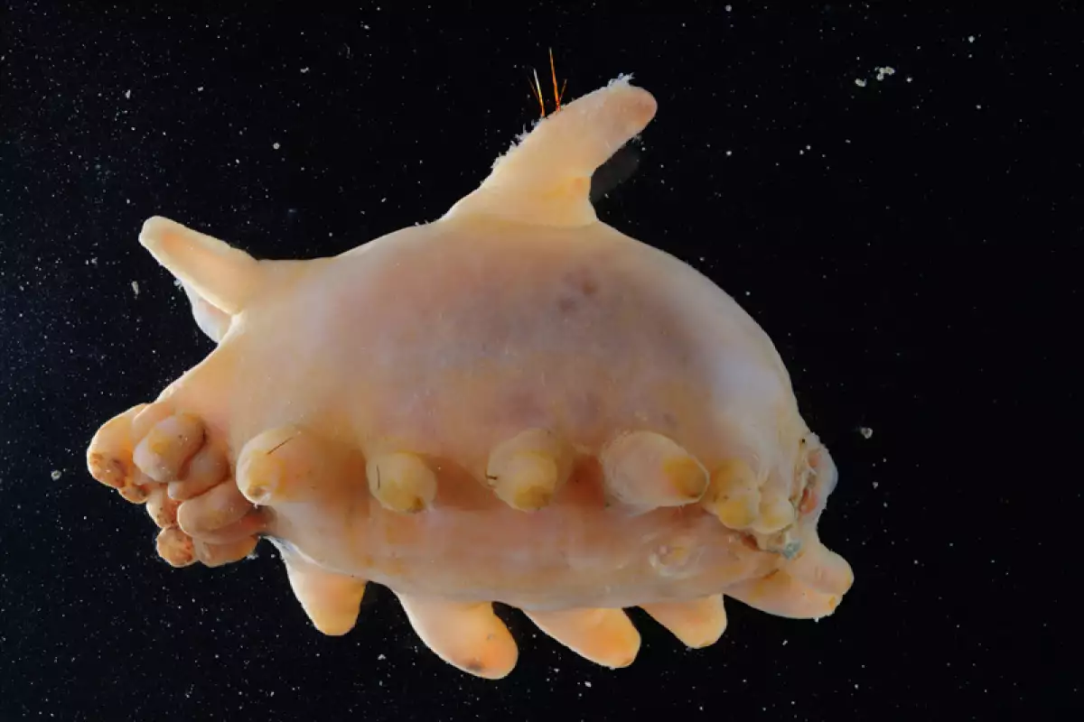 Misterioso ecosistema marino en la Antártida