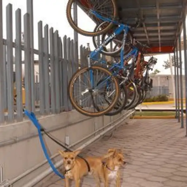 Perros