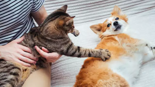 ¿Cómo funcionan los seguros para mascotas y qué opciones hay?