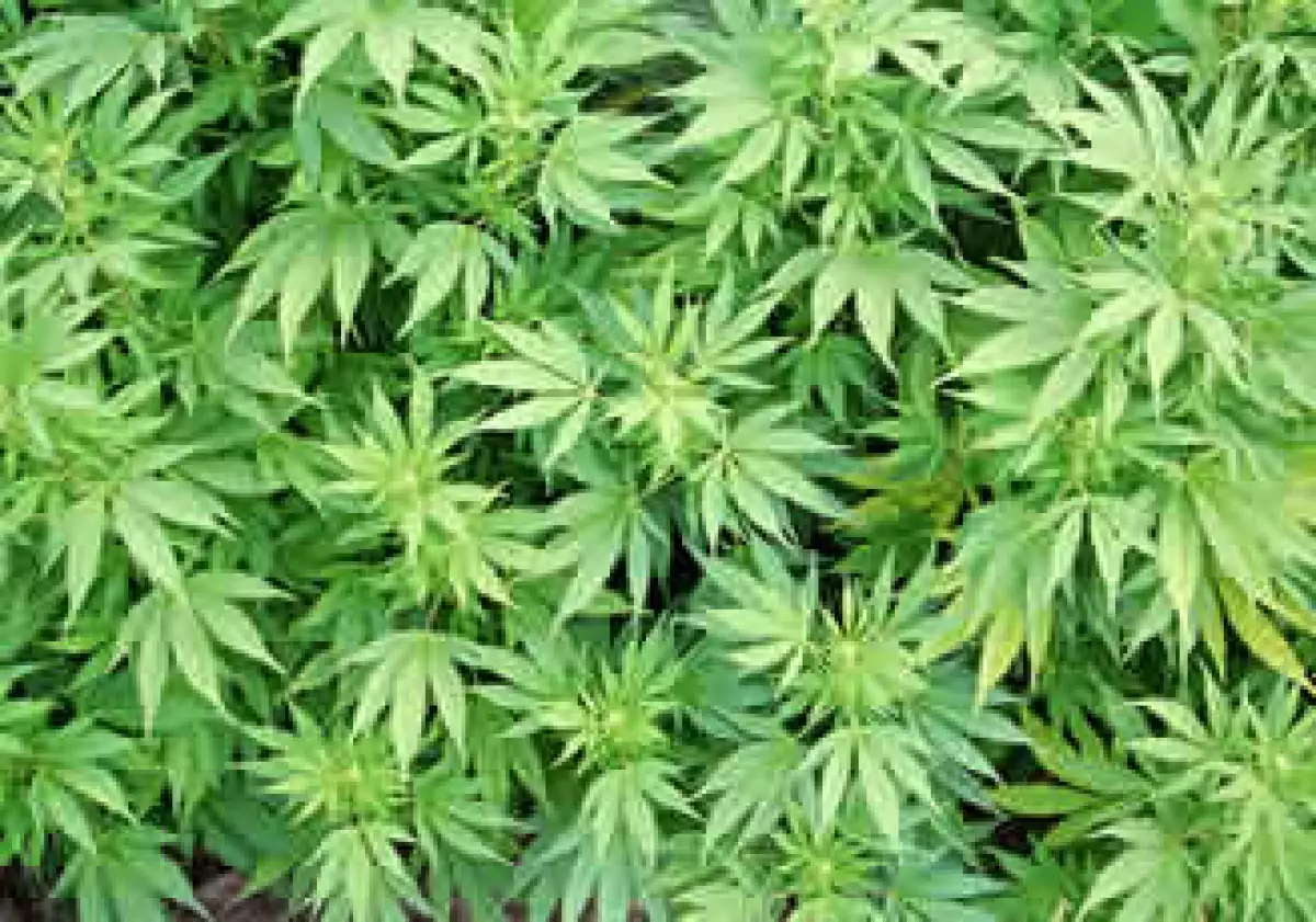 El narcotráfico mexicano ha establecido granjas ilegales de mariguana en EU, según las autoridades. (Foto: Cortesía SXC)