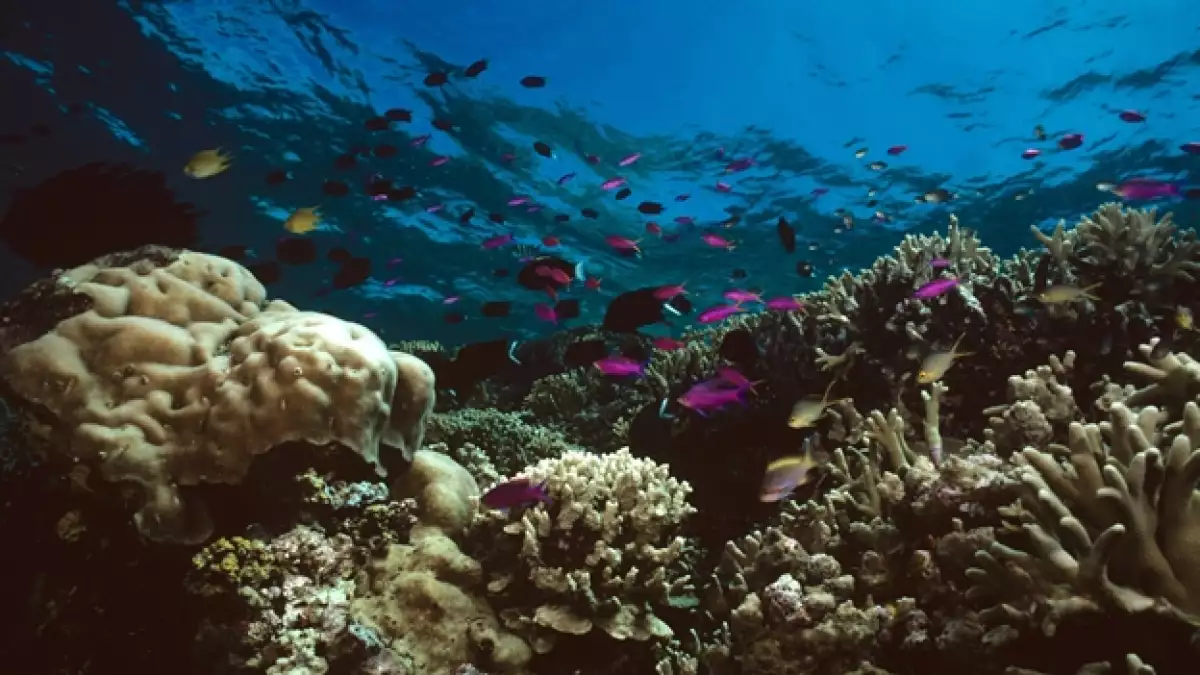 Gran Barrera de Coral Australia