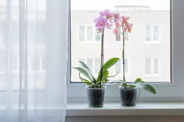 orquidea-en-la-ventana