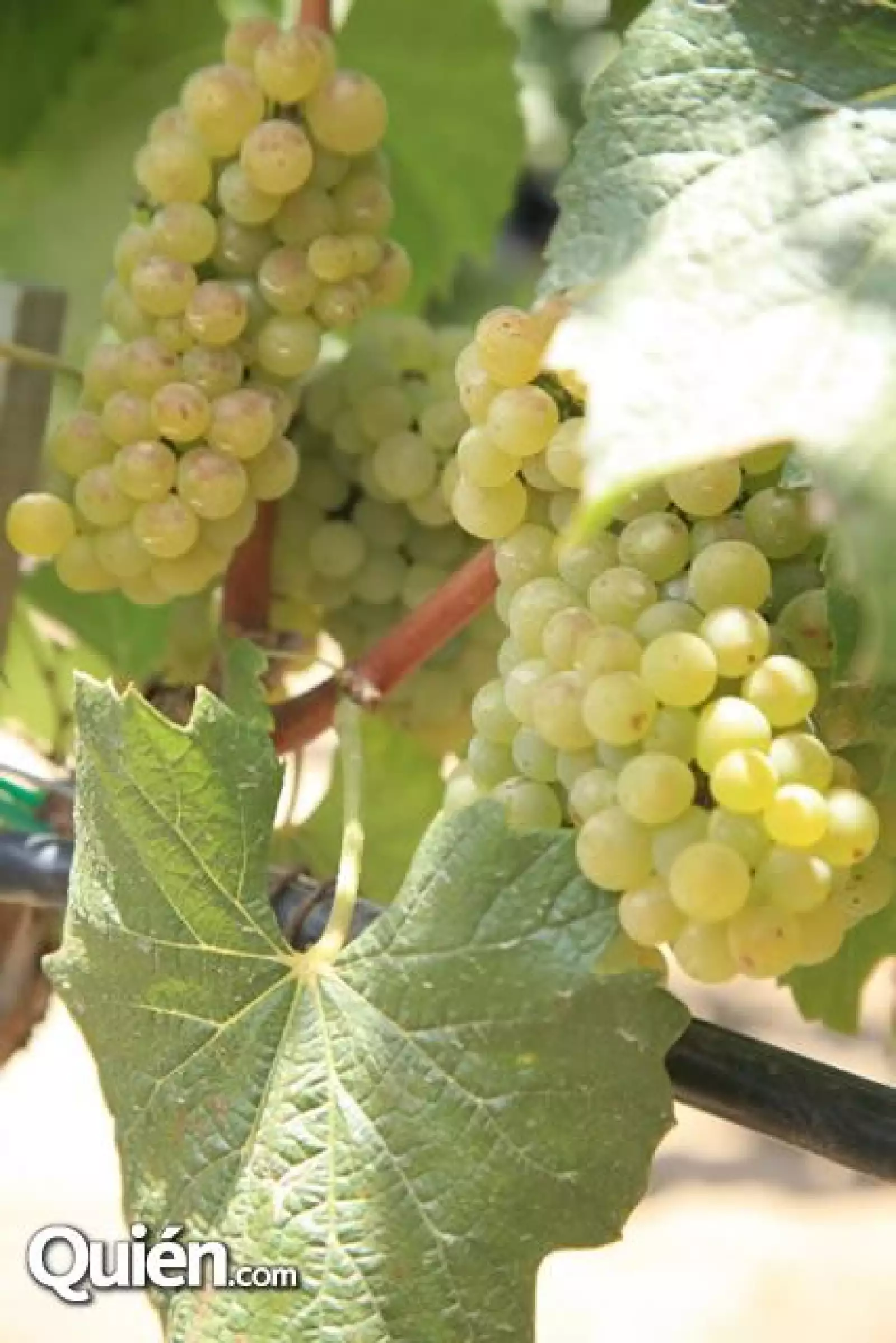 L A Cetto vendimia 2010