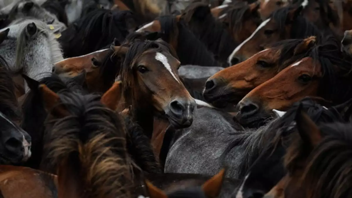 caballos