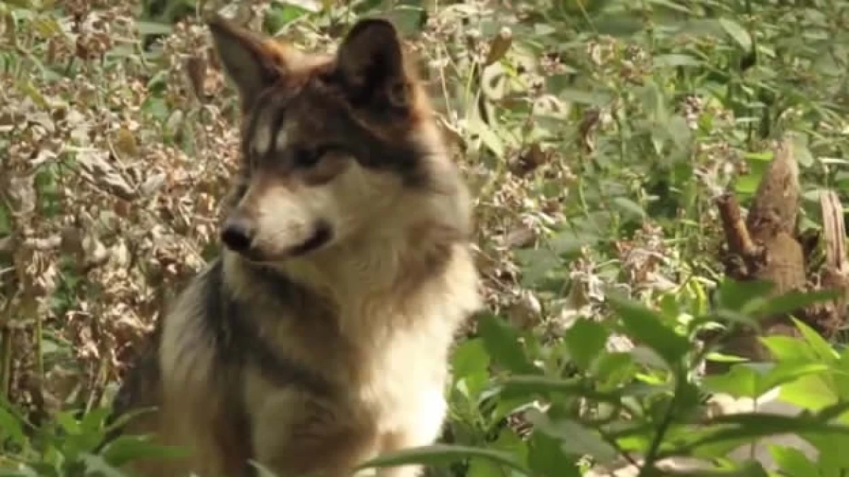 lobo mexicano