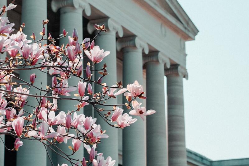 cherry-blossom-washington.jpg
