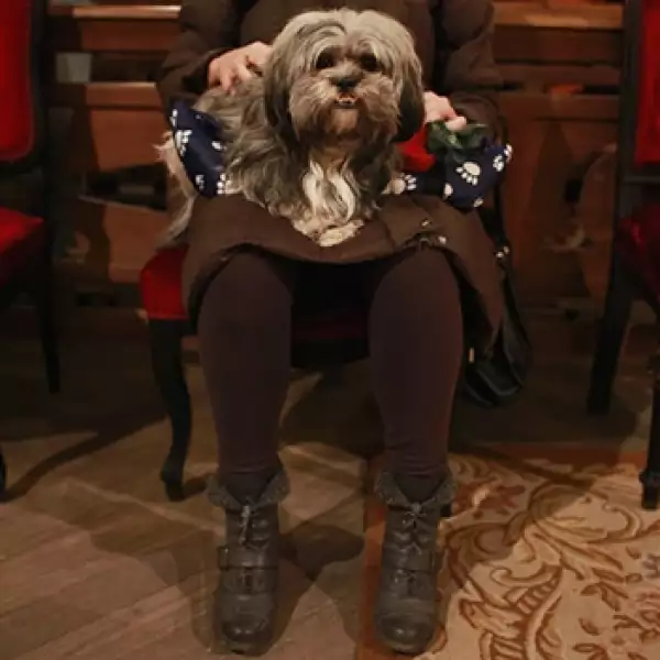 perro, san antonio, misa