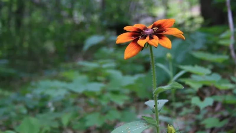 bosque, flor, naturaleza, ecologia, ambiente