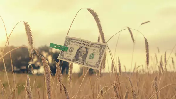 (Foto temática del precio del trigo)