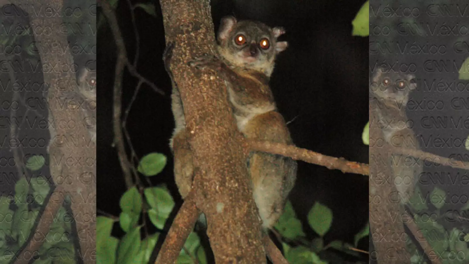 La mitad de los primates en el mundo en riesgo de extinción