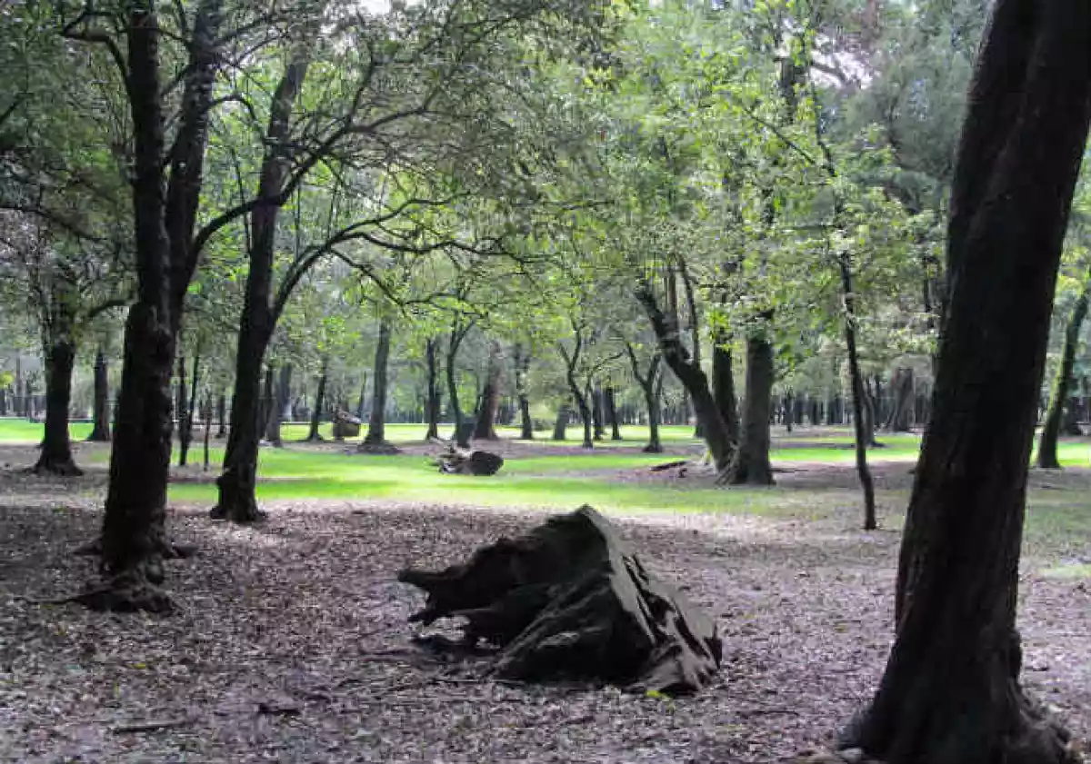 Bosque de Chapultepec