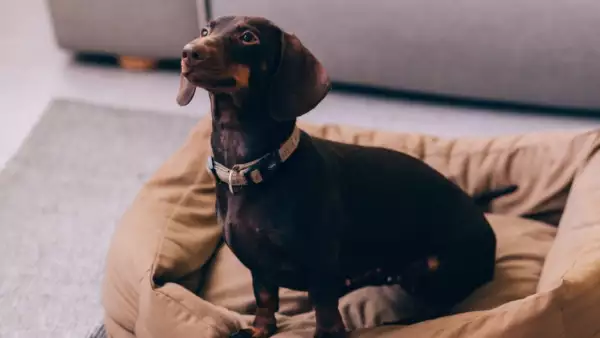 Protege a tu lomito: cinco enfermedades mortales y cómo prevenirlas