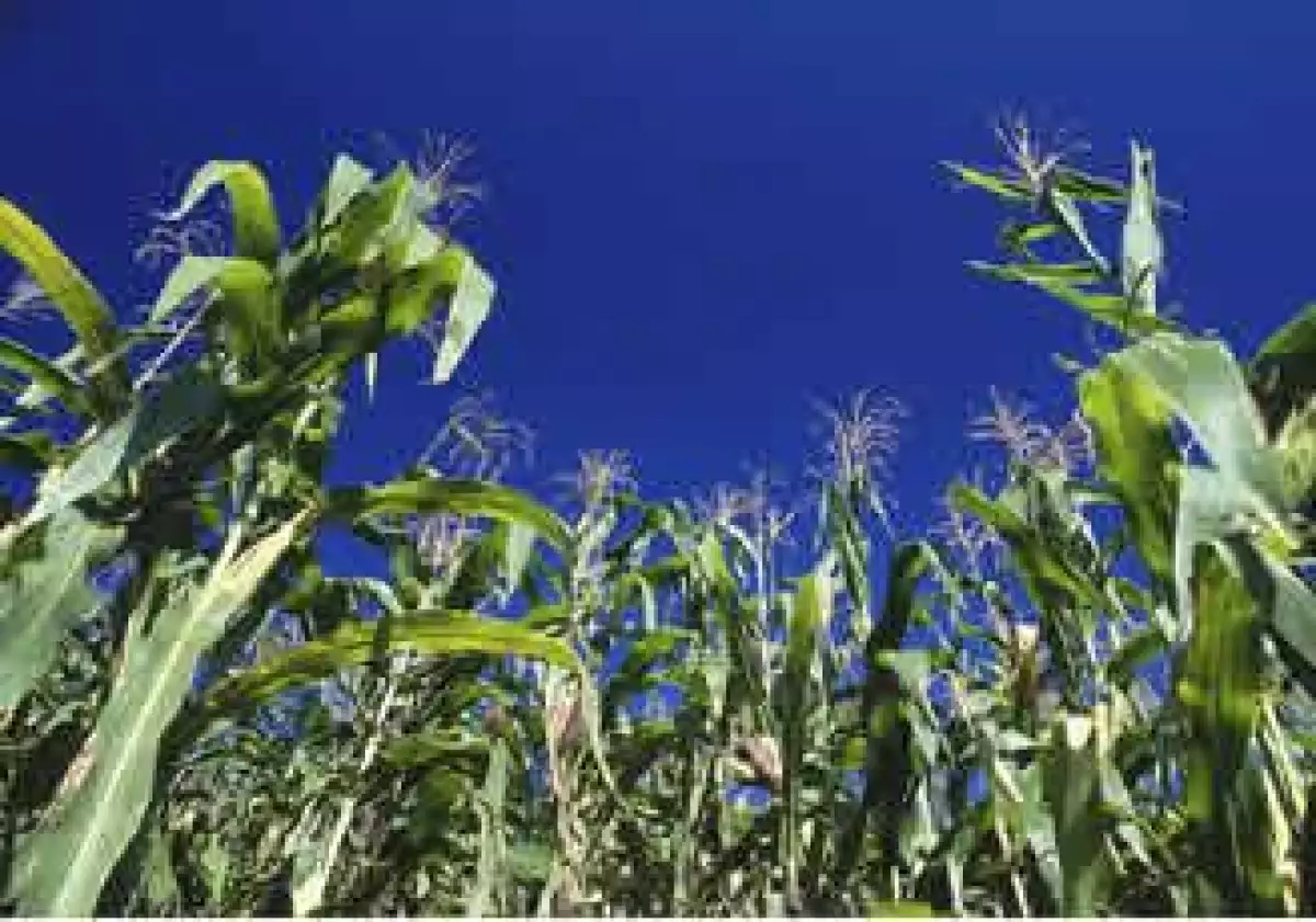 maiz-transgenico-cultivo-monsanto-JI.jpg