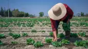 lechuga