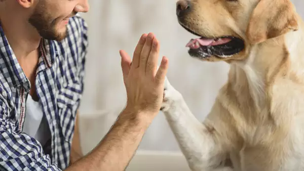 perro