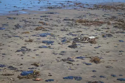 Pemex acepta culpa en derrame petrolero del Golfo de México 
